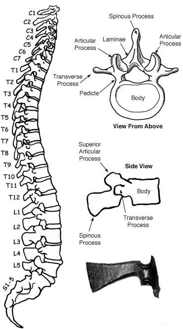 vertebral column_axe